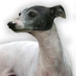 "Hairicane Boot Scooten Boogie" Blue Pied Italian Greyhound Female